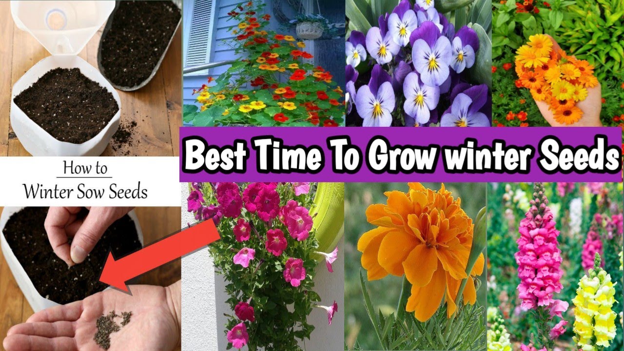 Perennial Flowers You Should Grow From SeedsThis is Why!Best Time To