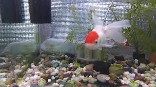 20210807　金魚の丹頂３匹迎えました
