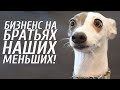 Бизнес на приюте для животных /с Андреем Половковым / Как заработать 2019?