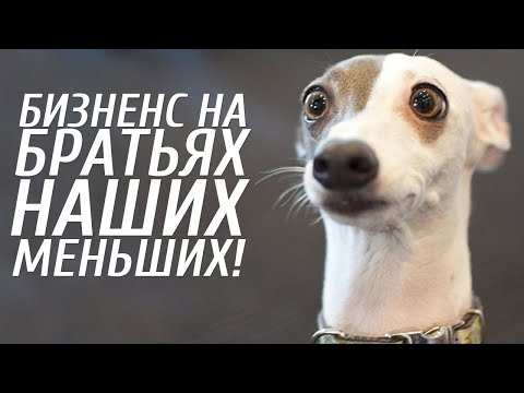 Видео: Разоблачены 10 распространенных мифов о приютах для животных