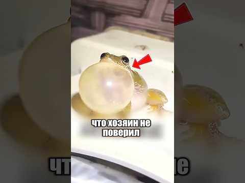 Лягушонок изменился до неузнаваемости 😱😅 #милыеживотные #животные