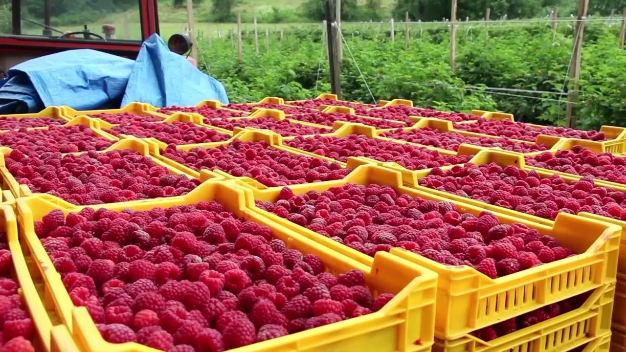 ČAČAK 04.02.2025. Asocijacija malinara Srbije predlaže akontnu cenu 450-500 din po kilogramu