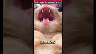 Смешные Болтающие Коты #Кот #Cats #Funnycats