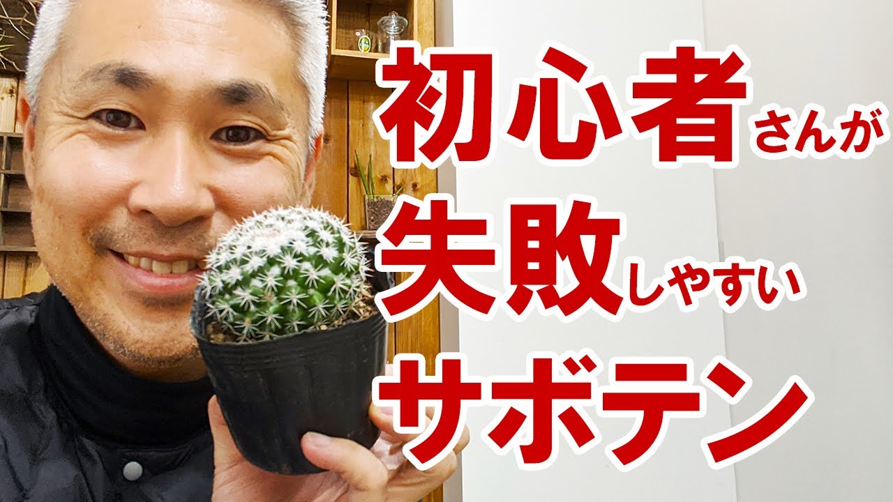 これさえ覚えればもう枯らさない サボテンの育て方 水やりのコツと植え替え Youtube