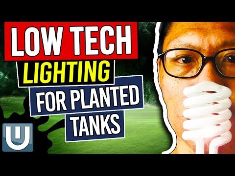 Low Light Options for Planted Tanks – Planted Aquarium Lighting Guide – Part 5