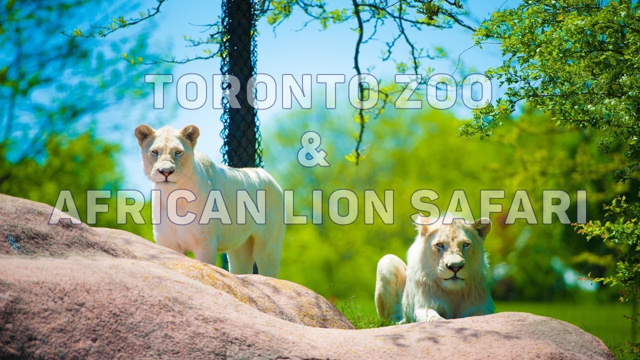 Toronto Zoo & African Lion Safari with Soha - YouTube