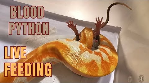 blood python destroys big rat. #livefeeding #snake #bloodpython python vs. rat