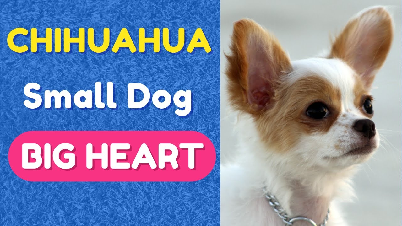 Chihuahua: Small Dog Big Heart