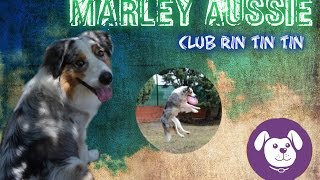 Marley The Australian Shepherd - Frisbee -