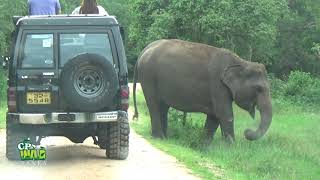 Herd Of Elephants Living Freely In Kaudulla National Park | カウドゥラ国立公園で自由に暮らすゾウの群れ | Wildlife