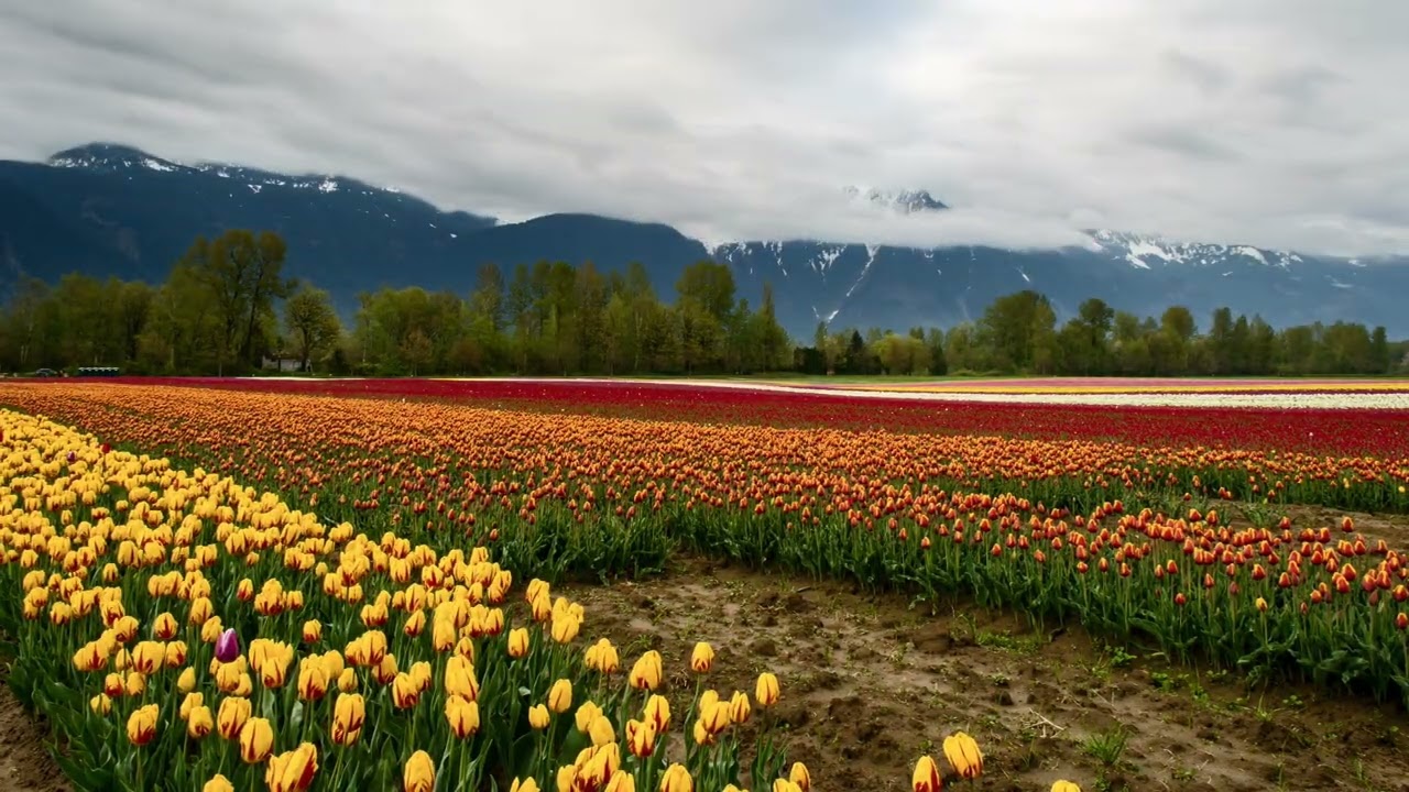 Breathtaking 4K Tulip Fields & Misty Mountains | Nature Relaxation
