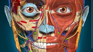 How to download anatomy learning 3d app!!! screenshot 2