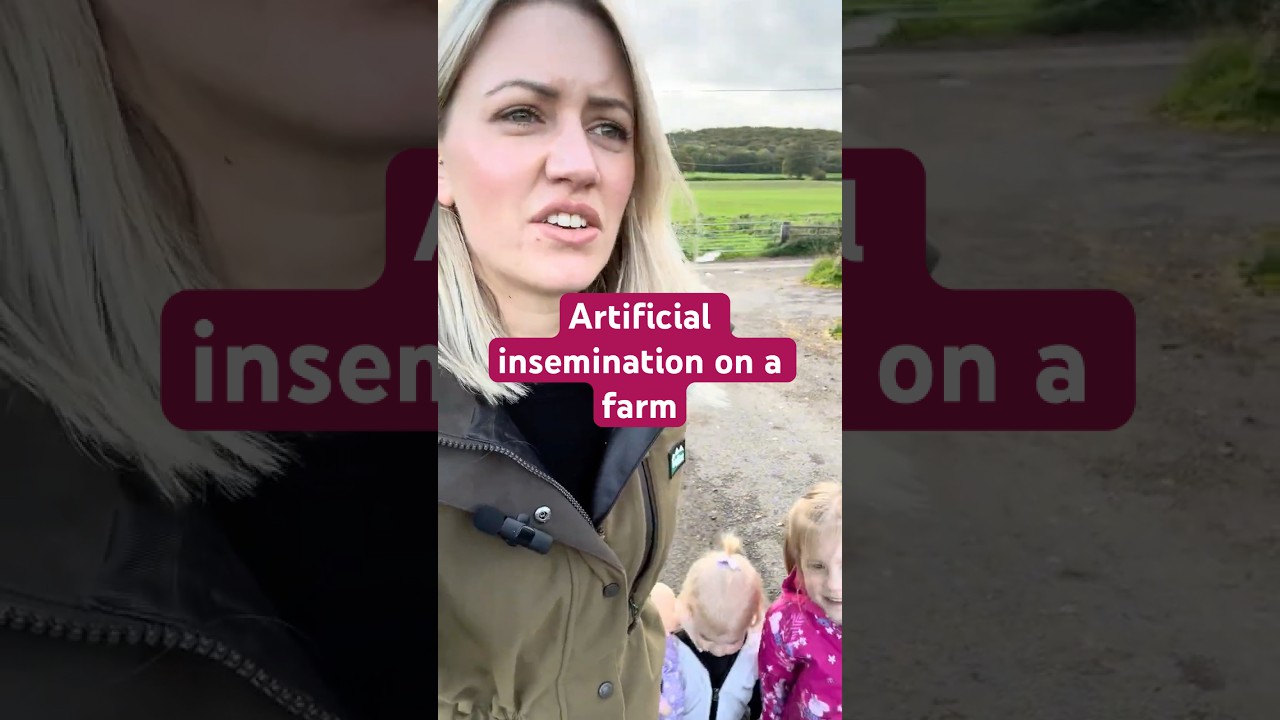 AI on a farm, aka artificial insemination 🐄