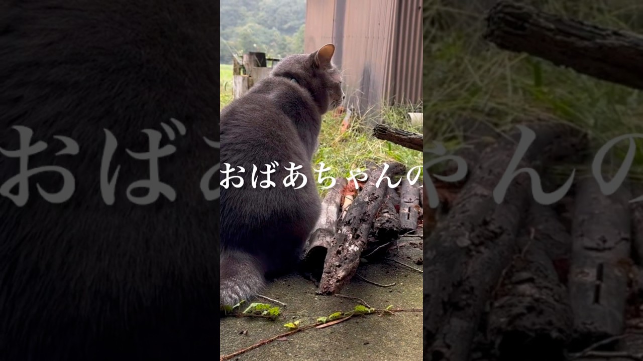 雨の日のねこ様♡ありがとうございます♡ kazu✨ on X: 