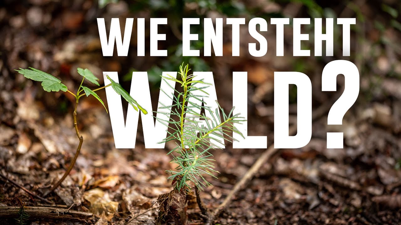 Kann die Natur das selber? So entsteht Wald - Forst erklärt
