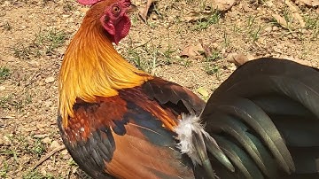 qaib qua zoo thiab tuaj zoo 2023 ไก่น้ำ2 เข้าดิ100%