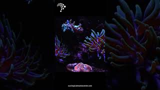 This soft-coral-only tank is all about movement and texture screenshot 3