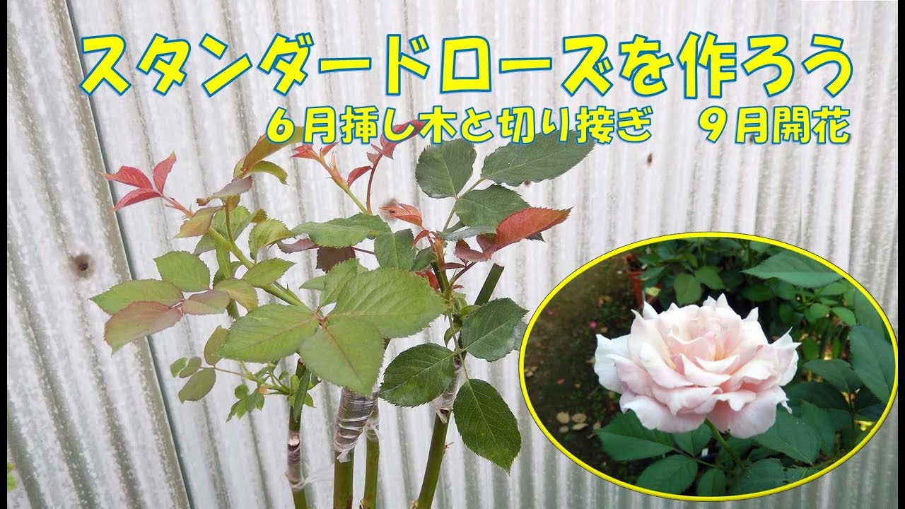 Let's grow standard roses: June cuttings and grafting, September