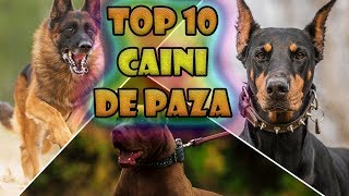Top 10 Caini De Paza Cele Mai Puternice Rase De Caini