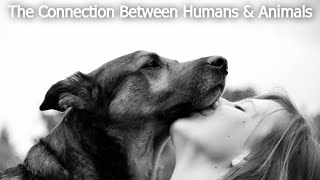 The Connection Between Humans &amp; Animals