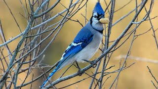 How Smart are Blue Jays .  I did a little experiment. #birds