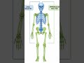 Axial vs Appendicular skeleton 🦴..