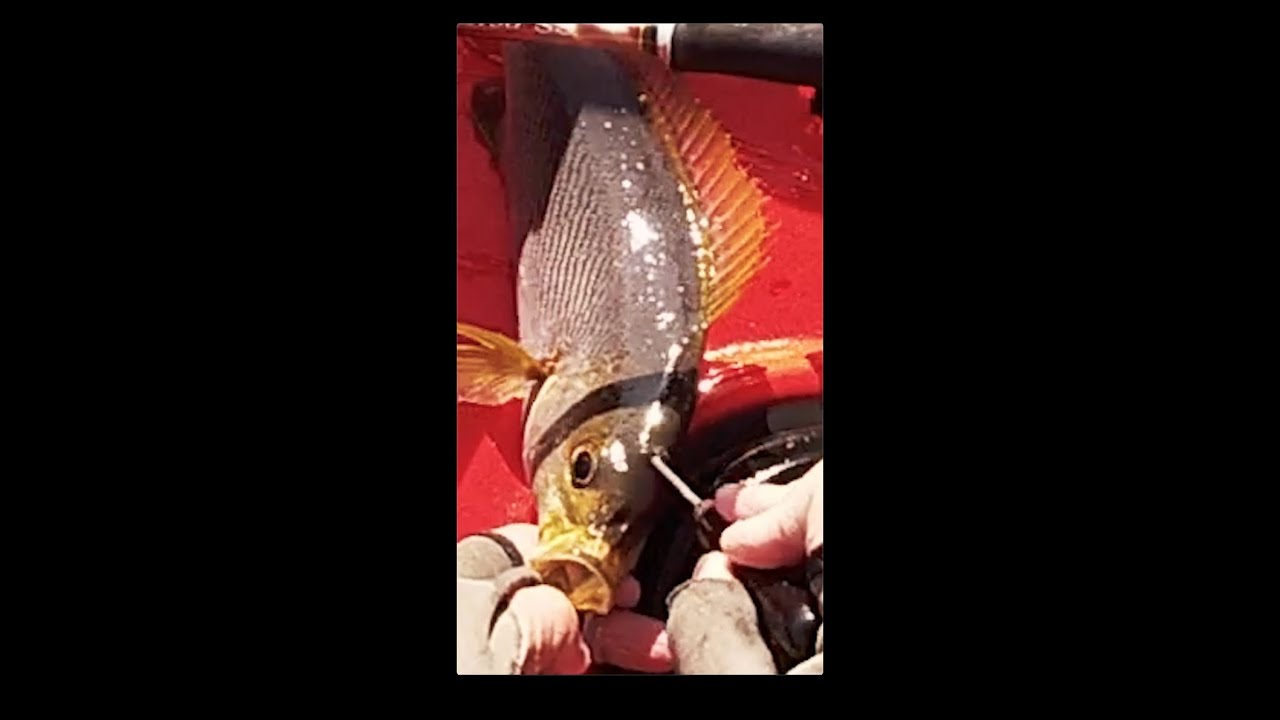 秘技 神経締め でイサキが締まる瞬間 Shorts Youtube