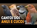 CANTOS dos PAPA-LAGARTAS, ANUS e outros CUCULÍDEOS do BRASIL | Cantos Planeta Aves!