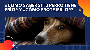 ¿Cómo puedo saber si mi perro tiene frío?