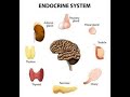 Endocrine # 4 | Thyroid | Physiology Crash Course | Dr.Nagi | Arabic