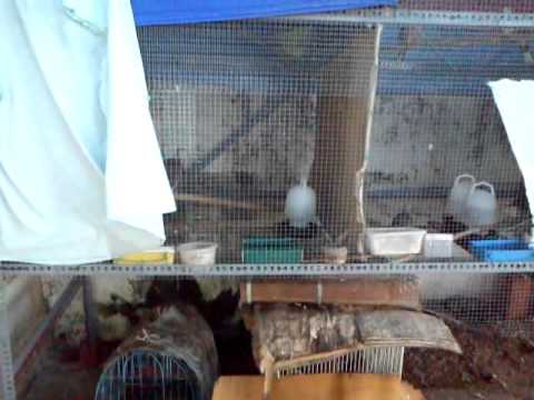 Burung terkukur siam 