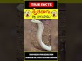 White Cobra Facts Factsintelugu Swetha Naagu శ వ తన గ Amazingfacts Truefacts Shorts White Cobra Facts Factsintelugu Swetha Naagu శ వ తన గ Amazingfacts Truefacts Shorts