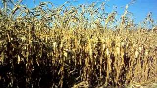 Toms Maze