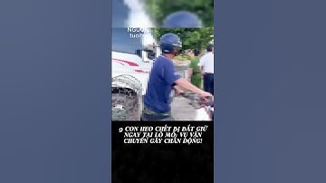 9 CON HEO CHẾT BỊ BẮT GIỮ NGAY TẠI LÒ MỔ: VỤ VẬN CHUYỂN GÂY CHẤN ĐỘNG!