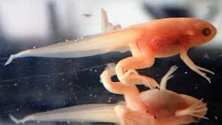 African Clawed Frogs Stage 4: Absorbing the Tail (Xenopus laevis) || Rückbildung des Schwanzes