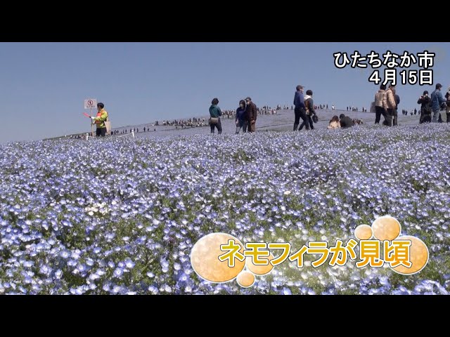 【中古】 海の楽園パラオ 非核憲法の国は今/あみのさん/上原伸一 Amazon.co.jp: 海の楽園パラオ非核憲法の国は今 (AIMシリーズ 1