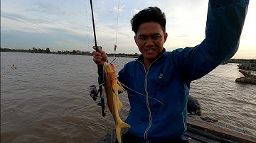 Câu Cá Út Trên Sông Xoài Rạp /Phong Cảnh Hữu Tình Của Thiên Nhiên