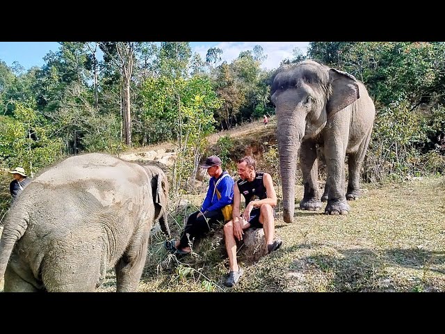 Karen Elephant Project. Paseo