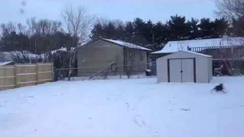 Whippets first snow.