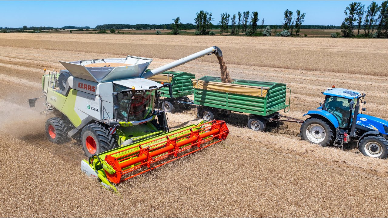 Búza aratás 2025 | Claas Trion 660 + 2x Tucano 440 | Virág és Társa Kft.
