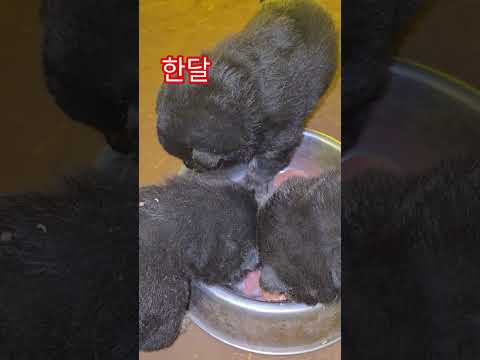 이제 사료도 먹네