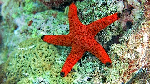 Facts: The Sea Star (Starfish)