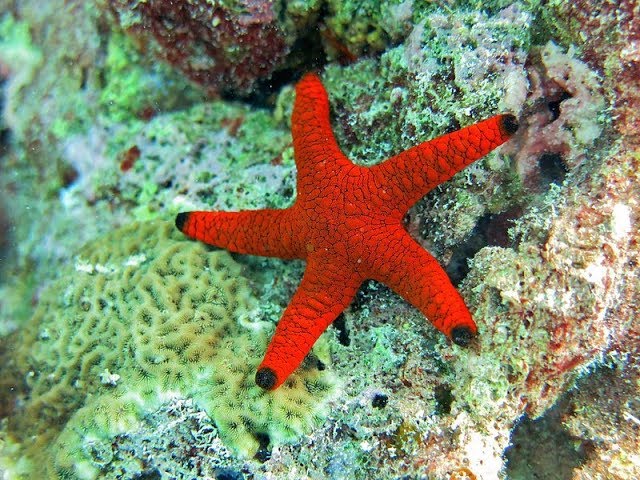 Starfish: No Brain, No Blood, But Living Their Best Life! - WAF