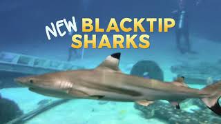 Explore Sharks This Spring Break
The largest collection of sharks in the Northeast is at Adventure Aquarium. Make your reservation today! Explore Sharks This Spring Break