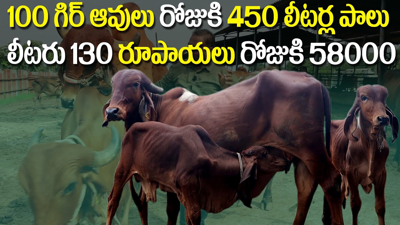 100 దేశీయ ఆవులు రోజుకి 450 లీటర్ల పాలు లీటరు పాలు130 రూపాయలు | Best Desi Gir Cows Dairy Tips