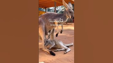 هذا خلق الله|الآية11~سورة لقمان😔 #viral #اكسبلور #شلتنا #fypシ゚viral #foryou #foryoupage #quran