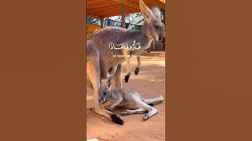 هذا خلق الله|الآية11~سورة لقمان😔 #viral #اكسبلور #شلتنا #fypシ゚viral #foryou #foryoupage #quran