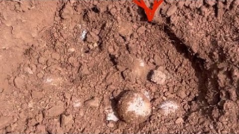 Trying to hatch snapping turtle eggs! *Again*