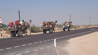 Camel Cart Rides|The Camel Is An Icon Of Rajasthan|King Of Desert Camel|Camel Riding Video|#shorts