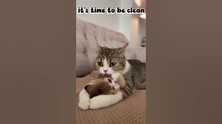 Video 11040481: cutest cat bath, funny cat